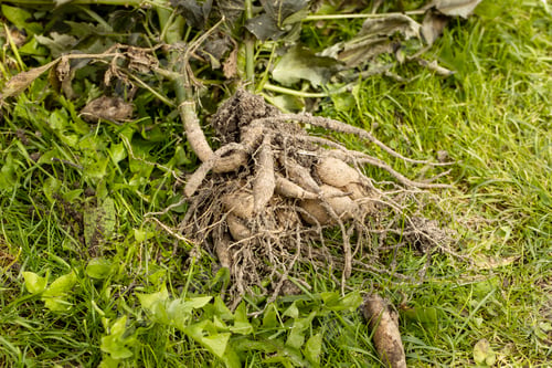 Preview: dahlia tubers just lifted for overwintering in garden