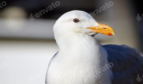 Preview: Seagull Head Close-up