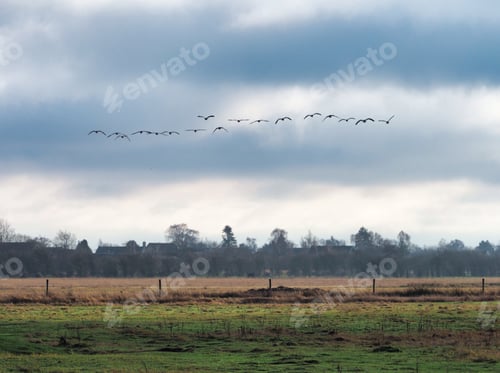 Preview: Barnacle geese flock flying in formation