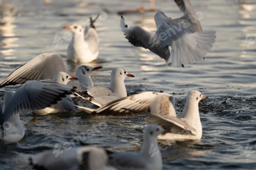 Preview: A flock of river gulls by the water