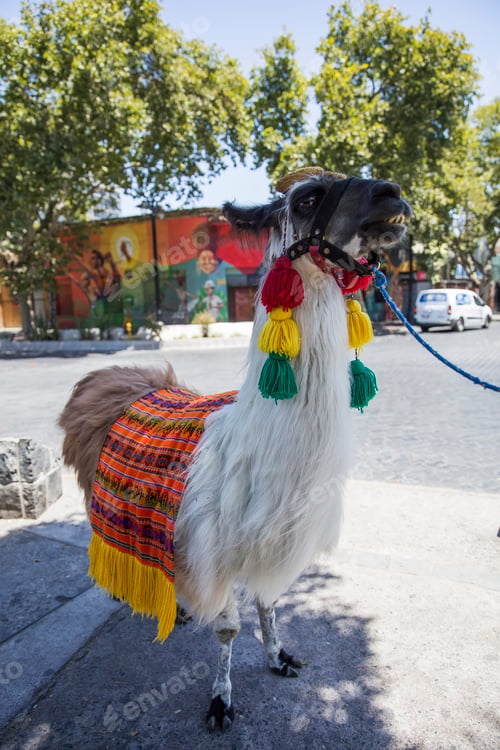 Preview: Decorated llama on the street