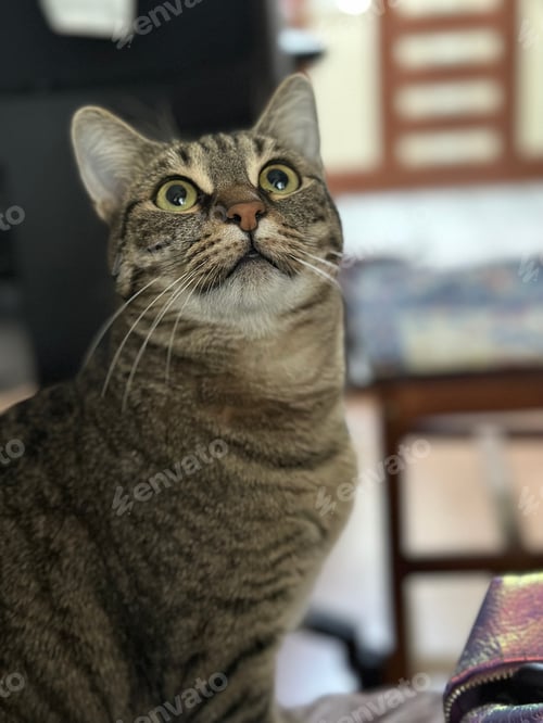 Preview: Tabby Cat Looking Upward Indoors in a Home