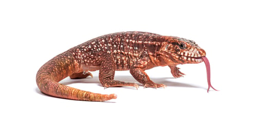 Preview: Red tegu sniffing with its tongue, Salvator rufescens, isolated