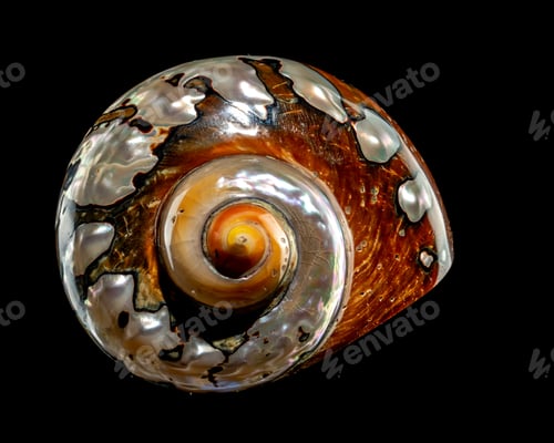 Preview: South African Turban Shell on a black background