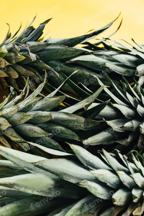 Preview: Green Pineapple Leaves Isolated on Yellow Background
