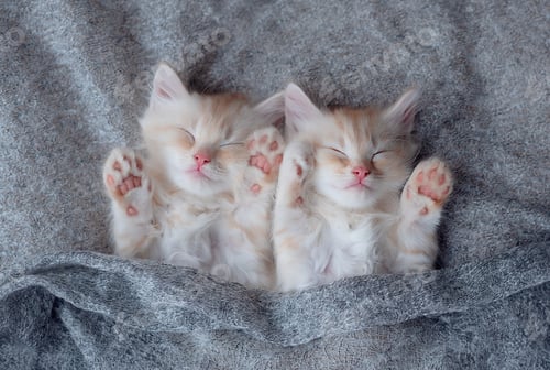 Preview: gingerkittens sleeping on blanket.