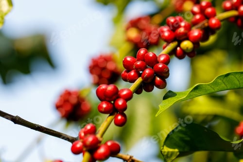 Preview: harvesting coffee berries by agriculture. Coffee beans ripening on the tree in North of Thailand