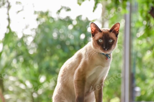 Preview: Beautiful adorable old style siamese blue point shorthaired cat, thai cat with amazing blue eyes.