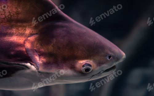 Preview: Close-up of exotic fish in the aquarium.