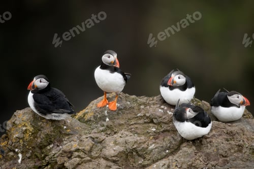 Preview: Atlantic Puffin or Common Puffin, Fratercula arctica, on Mykines, Faroe Islands