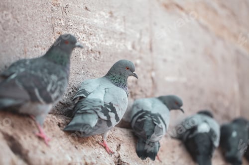 Preview: Pigeons sit on the building wall