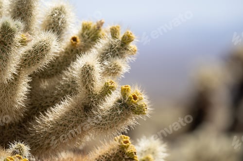 Preview: Cholla Garden