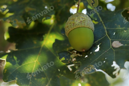 Preview: Fresh and young acorn on the tree