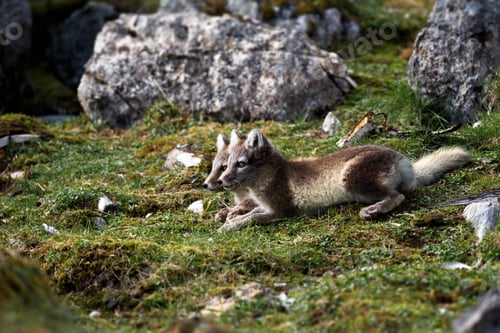 Preview: Beautiful shot of lying arctic foxes during the day in Svalbard