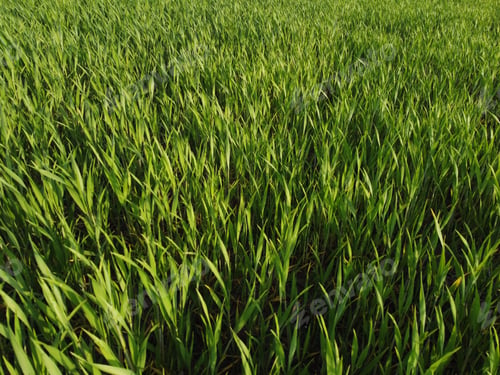 Preview: agriculture. green field of early wheat at sunset sunset sunlight movement. green grass sways in
