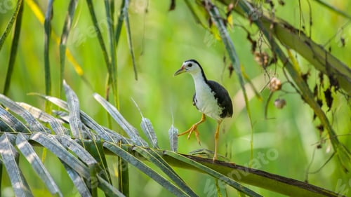 Preview: White-breasted Waterhen standing on the fronds.