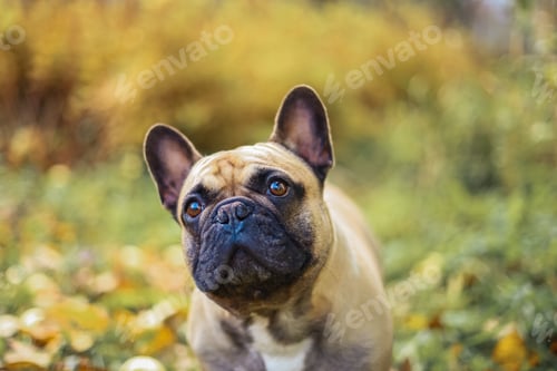 Preview: Beige funny french bulldog, home dog walks in autumn garden with owner among yellow, orange leave, o
