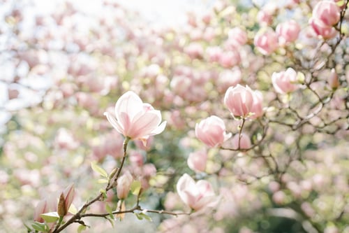 Preview: Blooming pink magnolia tree in park during springtime