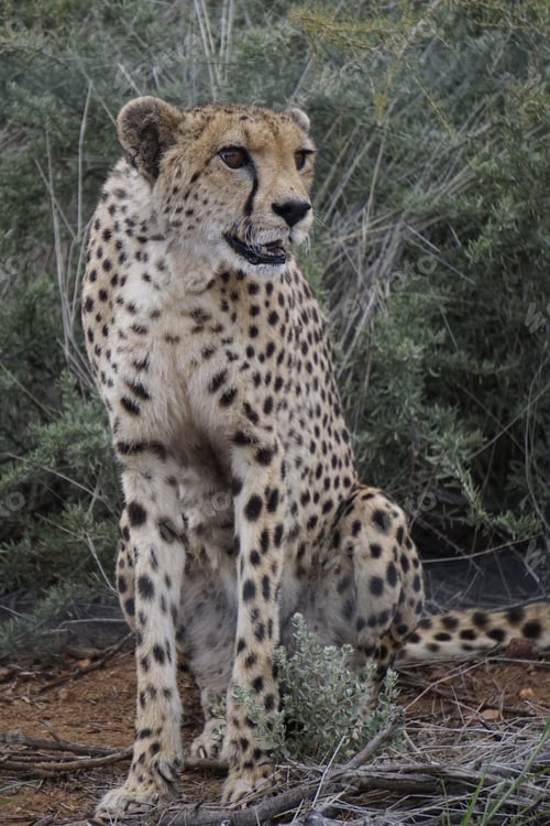 Preview: Animals, cheetah, Nature, Jungle, African savanna, Wild,