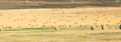 Preview: Golden Hay Bales in Scenic Alberta Farm Field Landscape