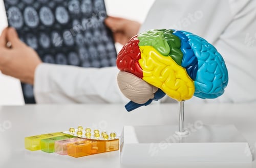 Preview: Anatomical model of human brain on doctor's table over background neurologist analyzing results of