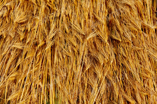 Preview: Top view on pressed golden wheat on a field