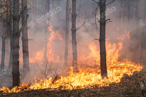 Preview: Development of forest fire. Flame is starting damage of trunk