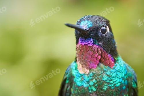 Preview: Portrait of hummingbird with wonderful colors