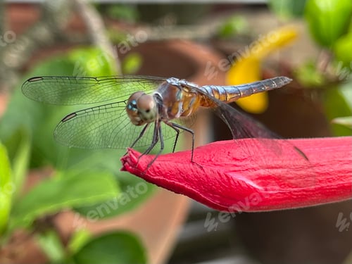 Preview: Dragonfly