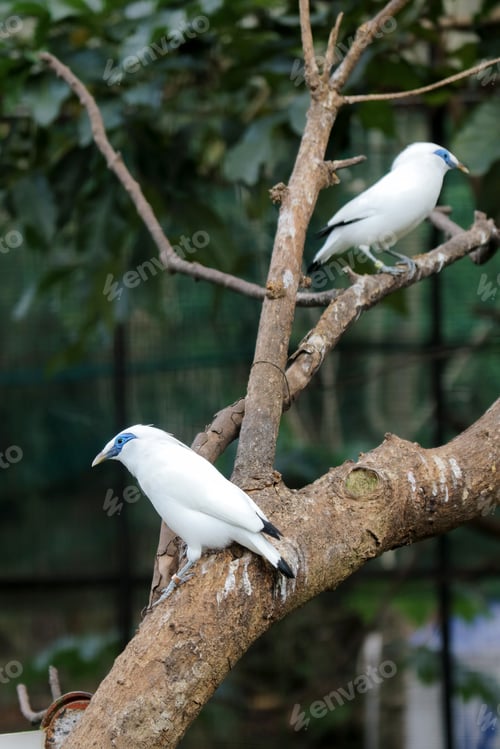 Preview: Two Bali Myna Bird Stand on Branch