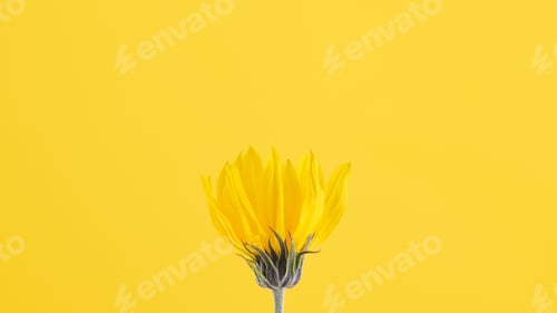 Preview: Yellow flower bud of topinambur on yellow background, top copy space, blurred yellow flower