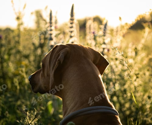 Preview: a brown dog sitting in tall grass on a sunny day