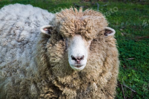 Preview: Woolly sheep front view