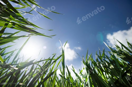 Preview: Spring time green wheat seen from below