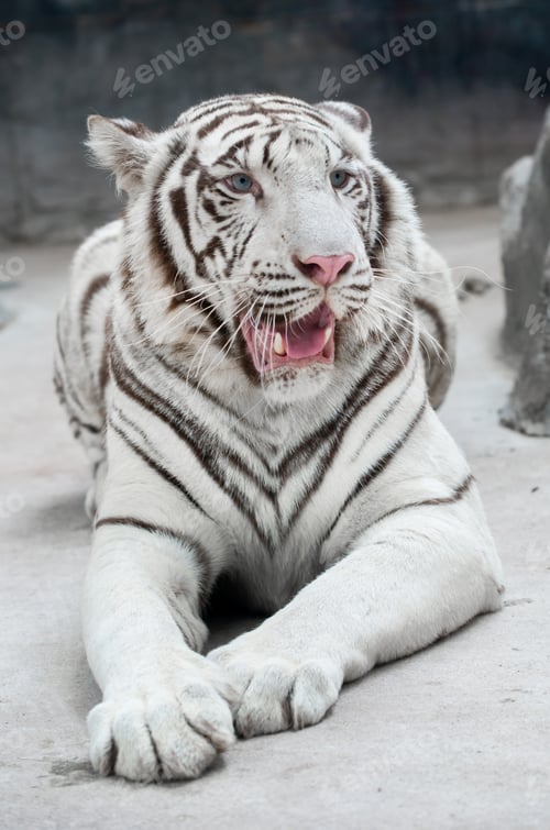 Preview: white bengal tiger