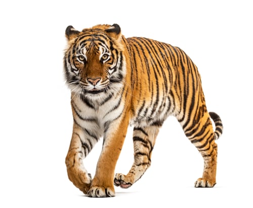 Preview: Tiger