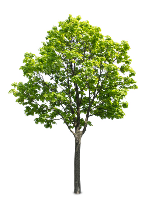 Preview: Maple tree