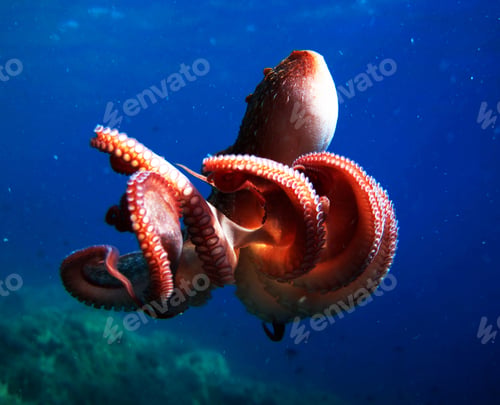 Preview: Amazing underwater world, Underwater world scene.