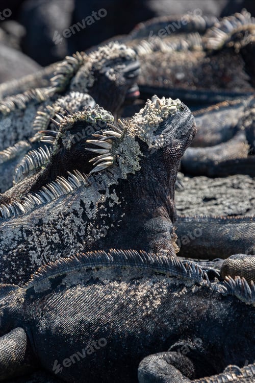 Preview: Galapagos Marine Iguana - Galapagos Islands