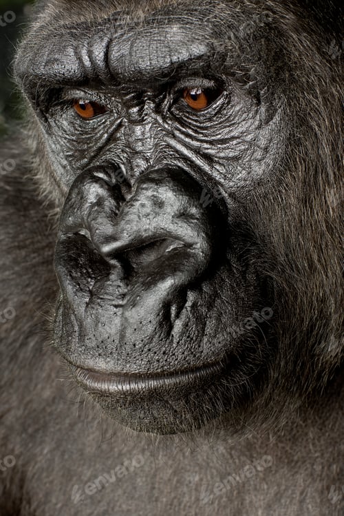 Preview: Young Silverback Gorilla