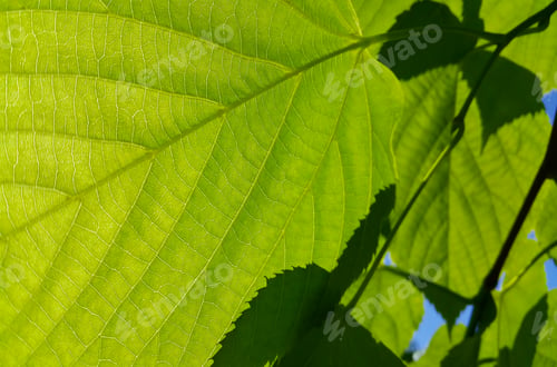 Preview: Closeup of green fresh leaves of spring linden tree