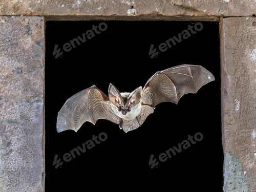Preview: Grey long eared bat flying through window