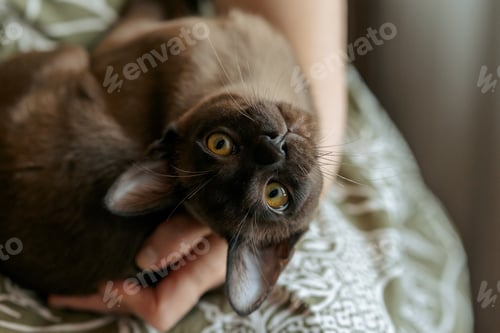 Preview: Burmese kitten. Curious funny spotted Burma cat looking at camera