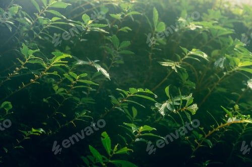 Preview: Leaf Background