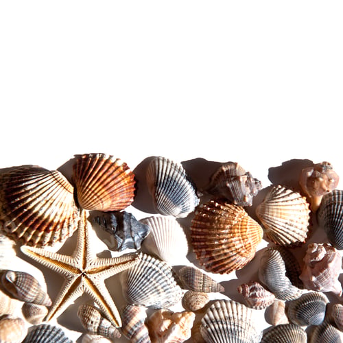 Preview: sea shells and star