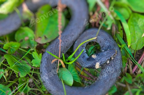 Preview: snake
