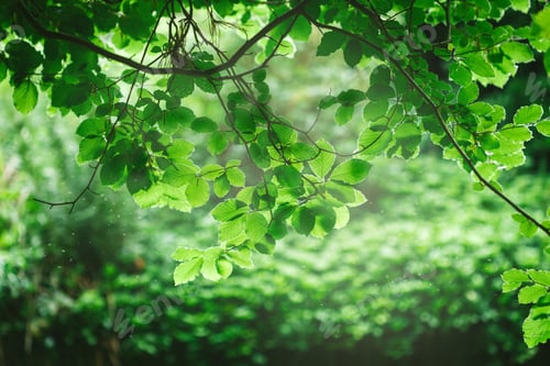 Preview: selective focus of branches with green leaves under sunlight