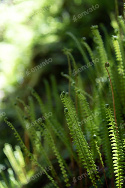 Preview: Baby green fern leaves uncurling in morning light.