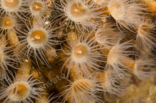 Preview: Macro Picture of an Anemone in Pacific Northwest Ocean