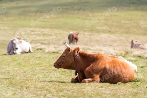 Preview: Nice brown cow laying chained in green grass on sunny pasture field bright background.